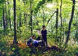 Beech-forest-in-Ashiu-thumb
