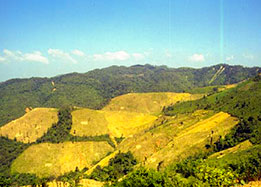 DP-landscape-thumb