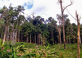 KD-fallow-forest-thumb